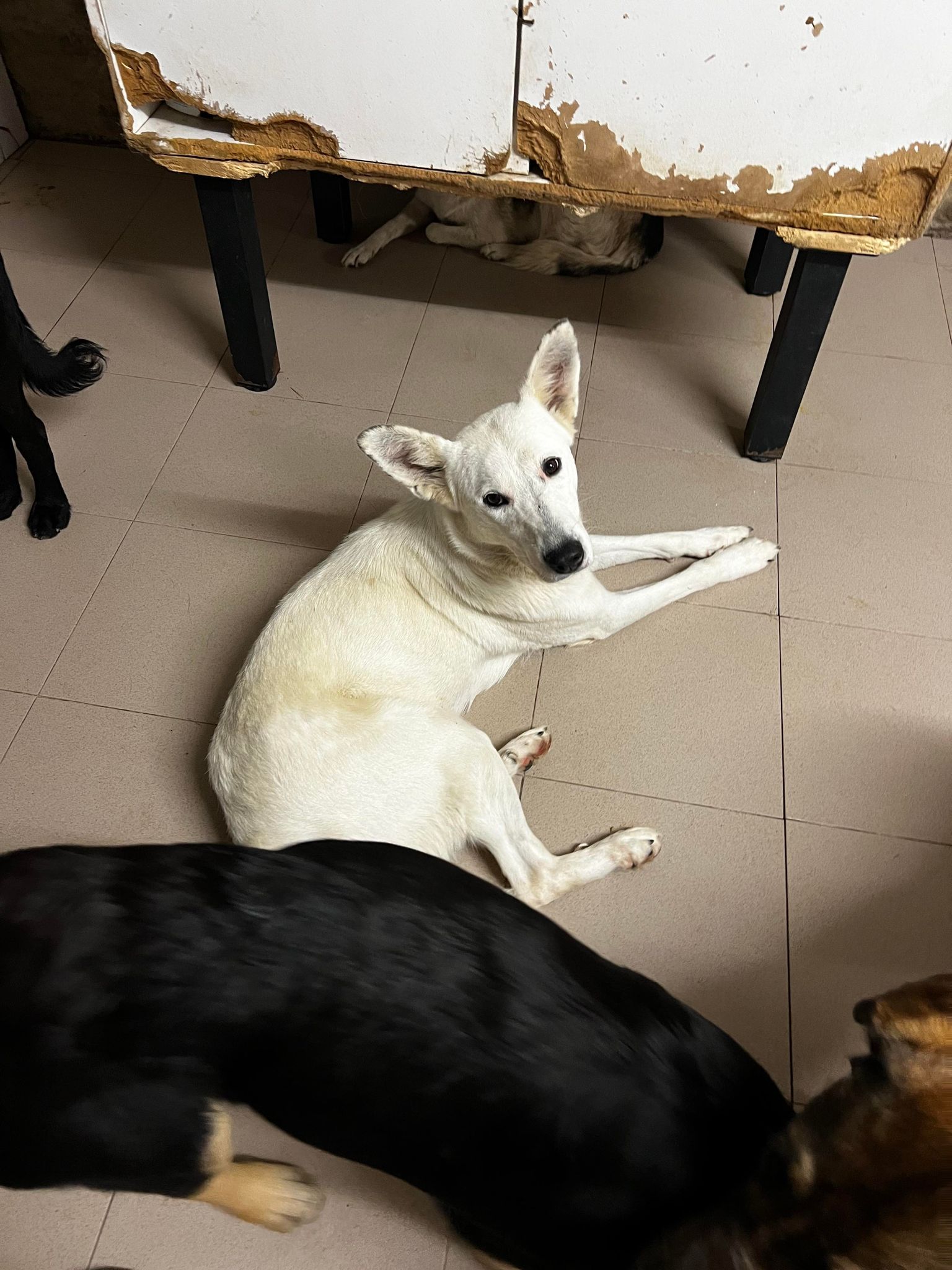 Emmi - Hundevermittlung und Adoption aus Rumänien