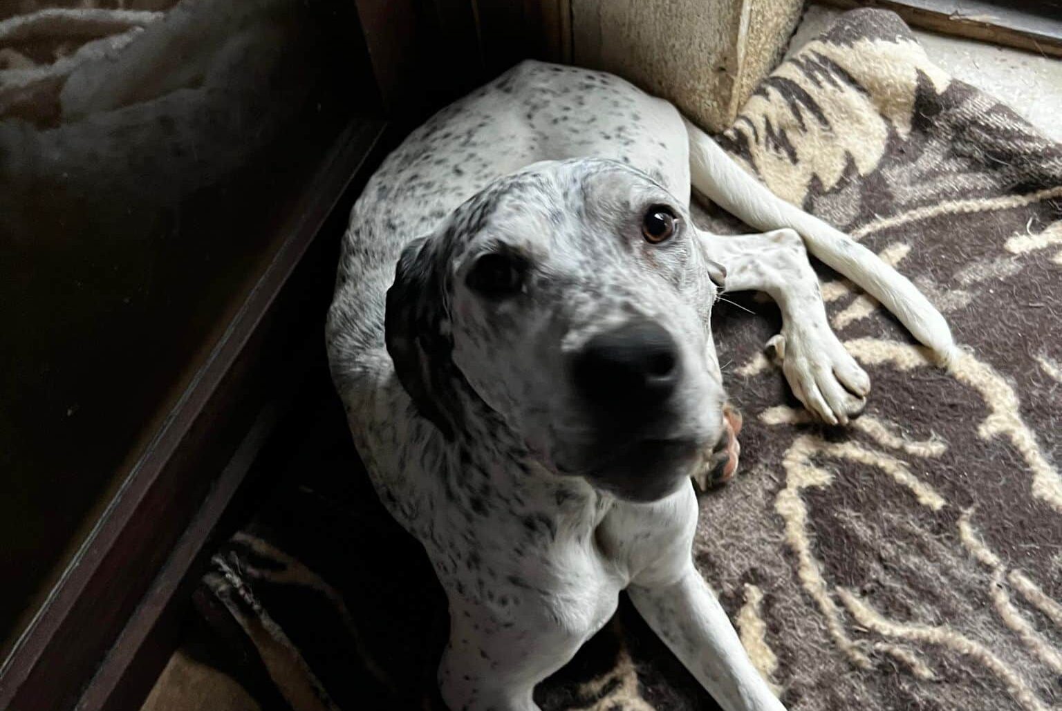 Bella - Hundevermittlung und Adoption aus Rumänien