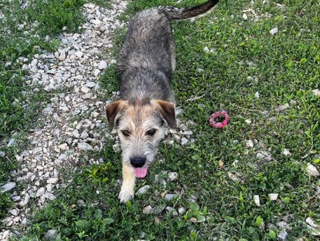 Gwyneth - Hundevermittlung und Adoption aus Rumänien