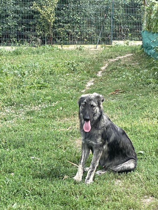 Fenja - Hundevermittlung und Adoption aus Rumänien