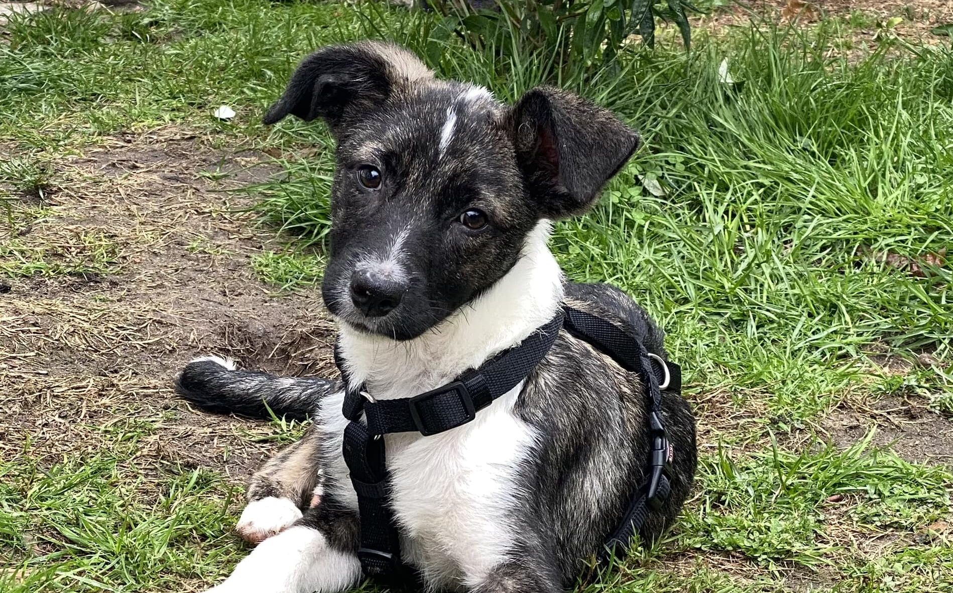 Galla - Hundevermittlung und Adoption aus Rumänien