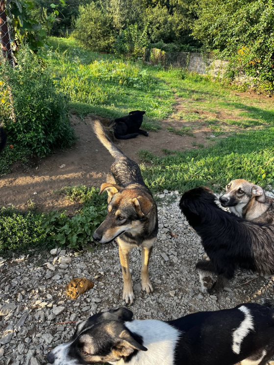 Giro - Hundevermittlung und Adoption aus Rumänien