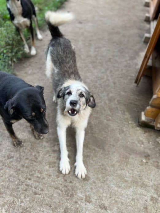 Puschel - Hundevermittlung und Adoption aus Rumänien