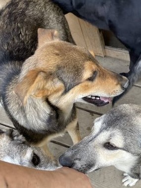 Solea - Hundevermittlung und Adoption aus Rumänien