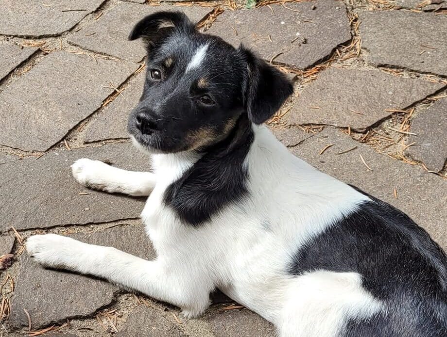 Zulu- Hundevermittlung und Adoption aus Rumänien