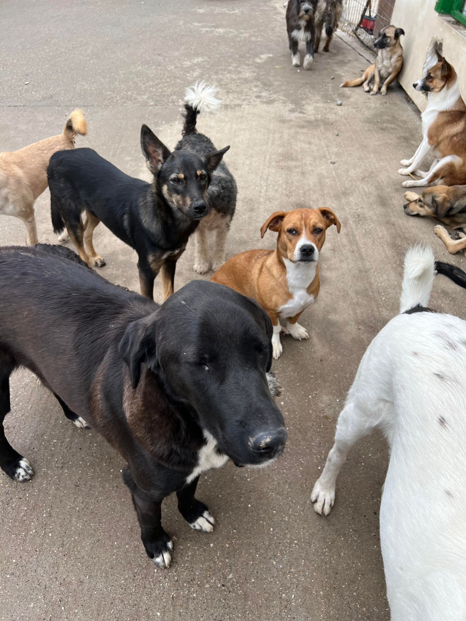 Jolene - Hundevermittlung und Adoption aus Rumänien