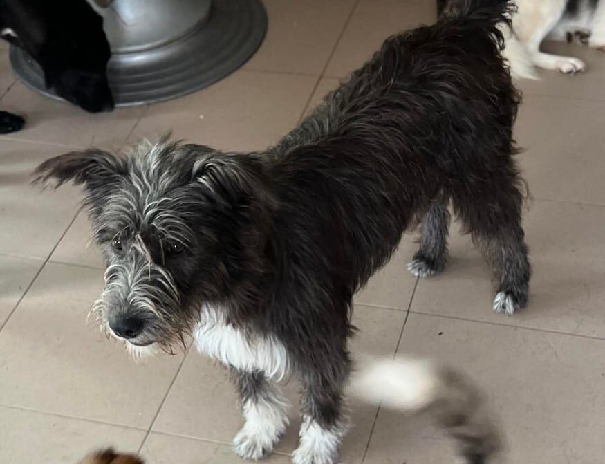 Evita - Hundevermittlung und Adoption aus Rumänien