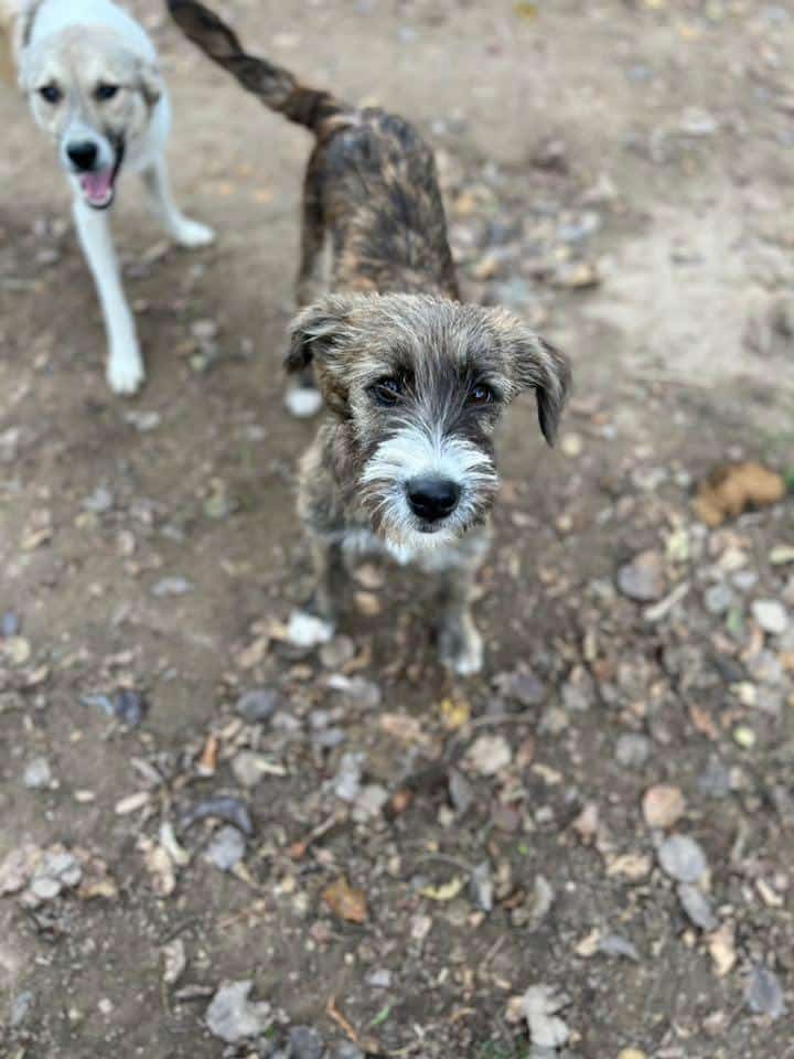 Orely - Hundevermittlung und Adoption aus Rumänien
