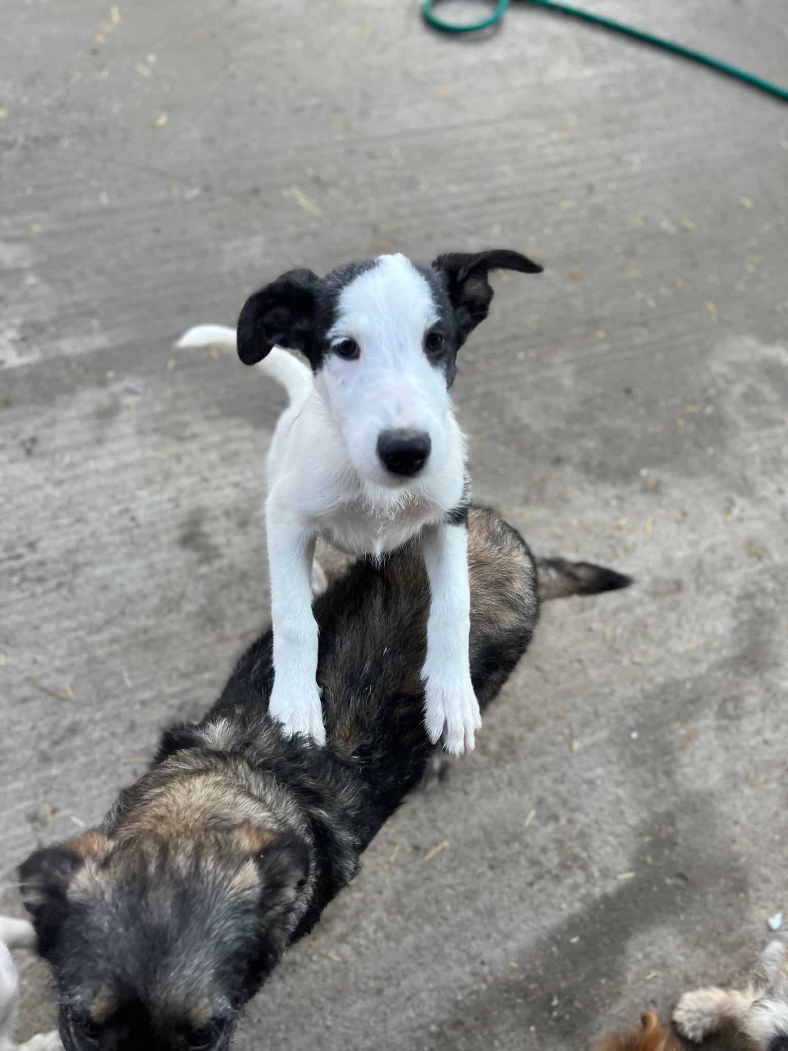 Betty - Hundevermittlung und Adoption aus Rumänien