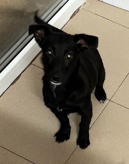 Blacky - Hundevermittlung und Adoption aus Rumänien