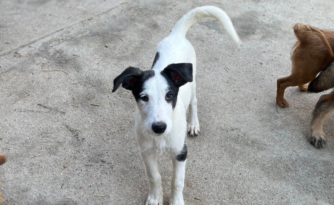 Betty - Hundevermittlung und Adoption aus Rumänien