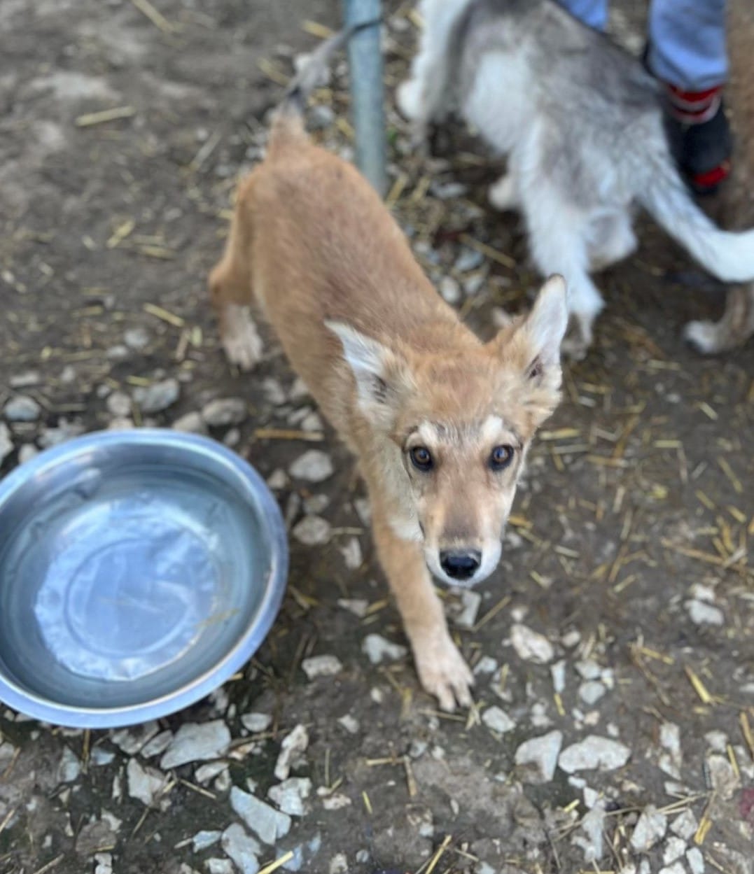 Fiona - Hundevermittlung und Adoption aus Rumänien