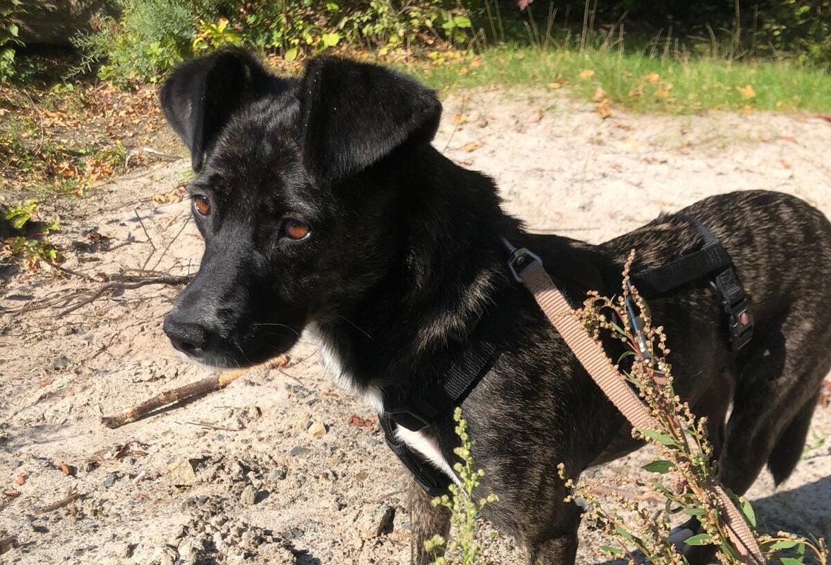 Amira - Hundevermittlung und Adoption aus Rumänien