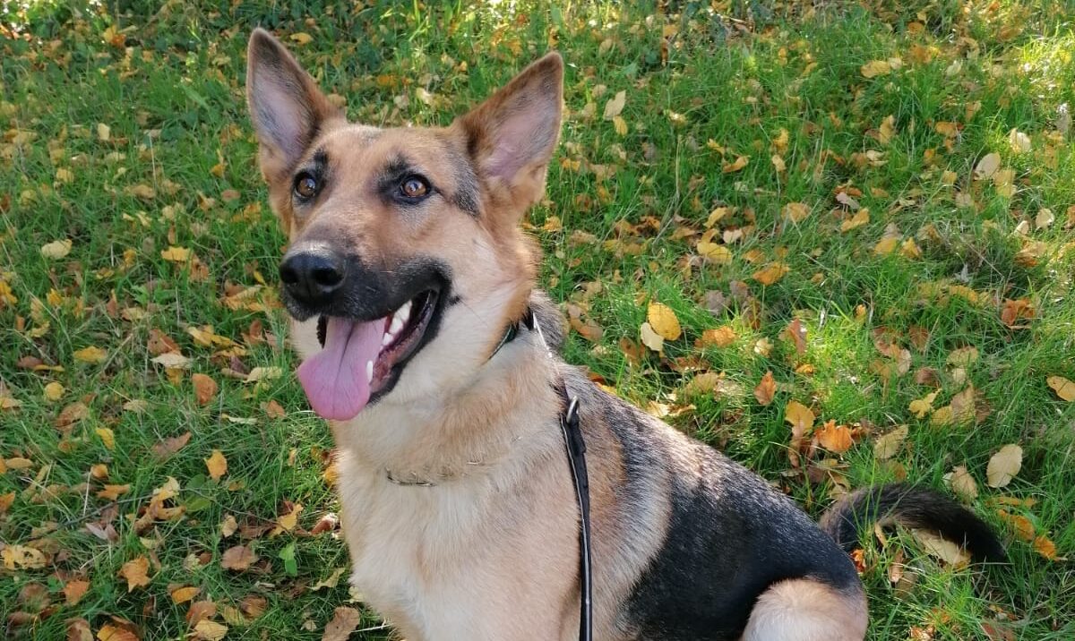 Danica - Hundevermittlung und Adoption aus Rumänien