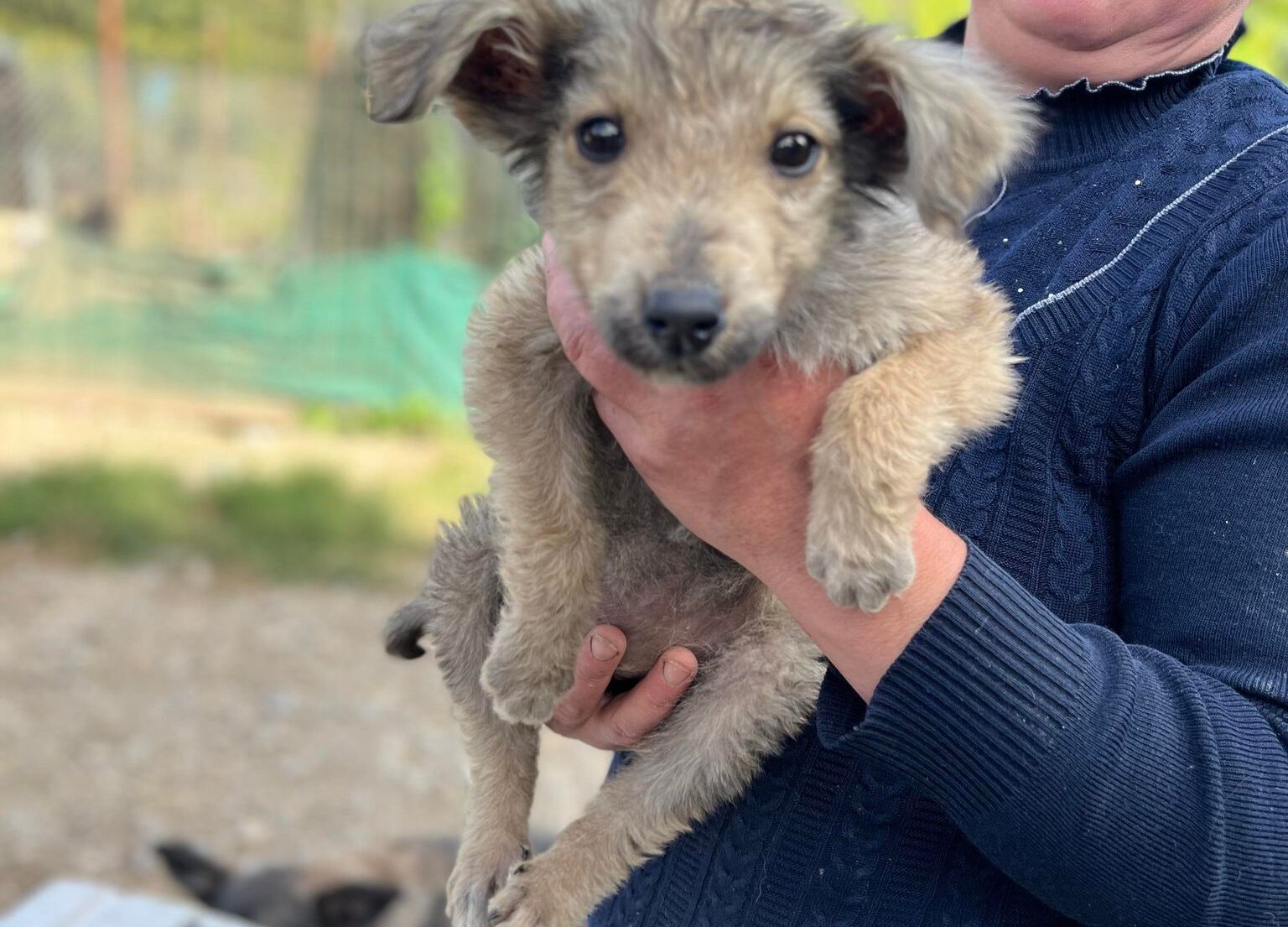 Fee - Hundevermittlung und Adoption aus Rumänien