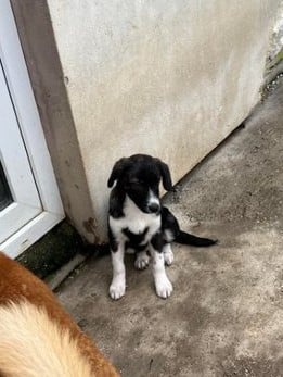 Gebba - Hundevermittlung und Adoption aus Rumänien
