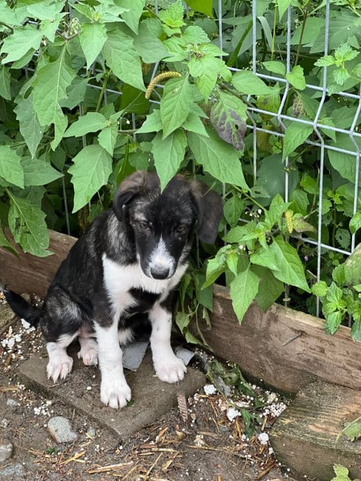 Gebba - Hundevermittlung und Adoption aus Rumänien