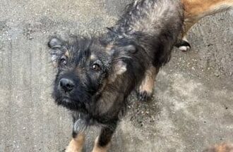 Giada - Hundevermittlung und Adoption aus Rumänien