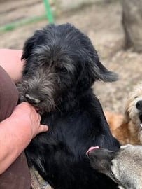 Pam - Hundevermittlung und Adoption aus Rumänien