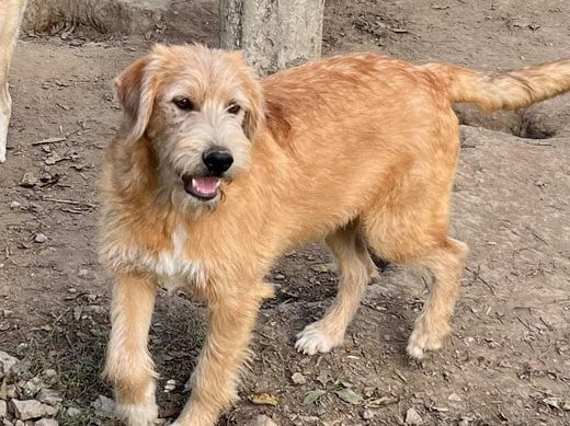 Peet- Hundevermittlung und Adoption aus Rumänien