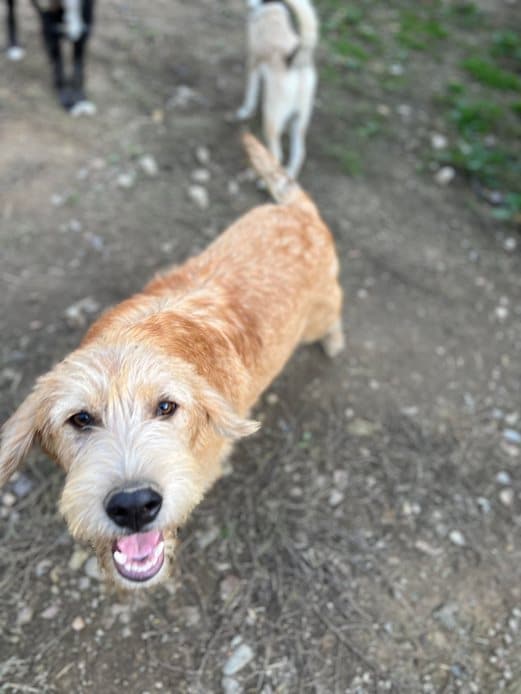 Peet- Hundevermittlung und Adoption aus Rumänien