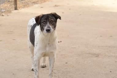 Pippa - Hundevermittlung und Adoption aus Rumänien