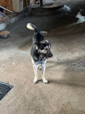 Ripley - Hundevermittlung und Adoption aus Rumänien