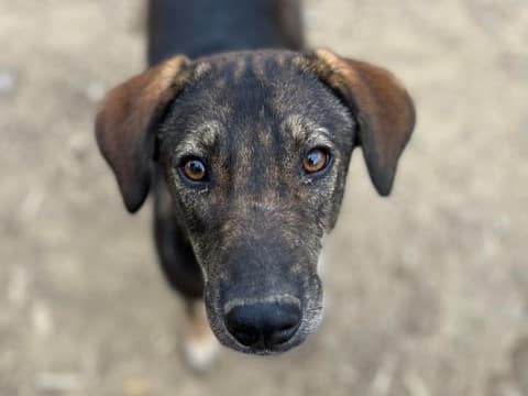 Taatje - Hundevermittlung und Adoption aus Rumänien
