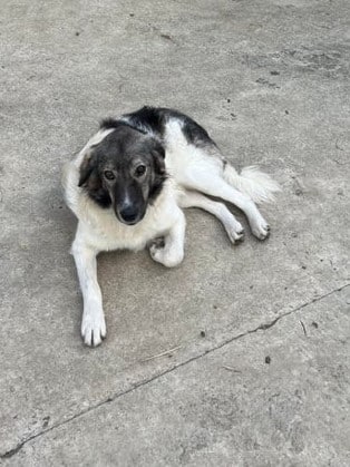 Tacoma - Hundevermittlung und Adoption aus Rumänien