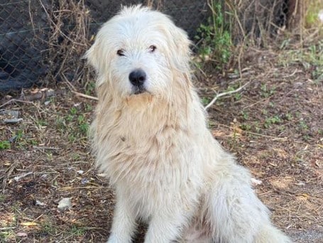 Tamme - Hundevermittlung und Adoption aus Rumänien