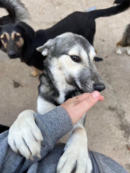 Tanuschka - Hundevermittlung und Adoption aus Rumänien