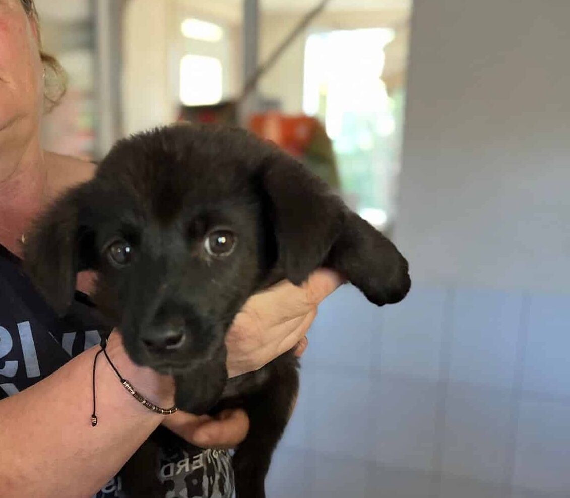 King - Hundevermittlung und Adoption aus Rumänien