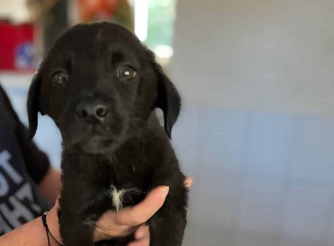 Kory - Hundevermittlung und Adoption aus Rumänien
