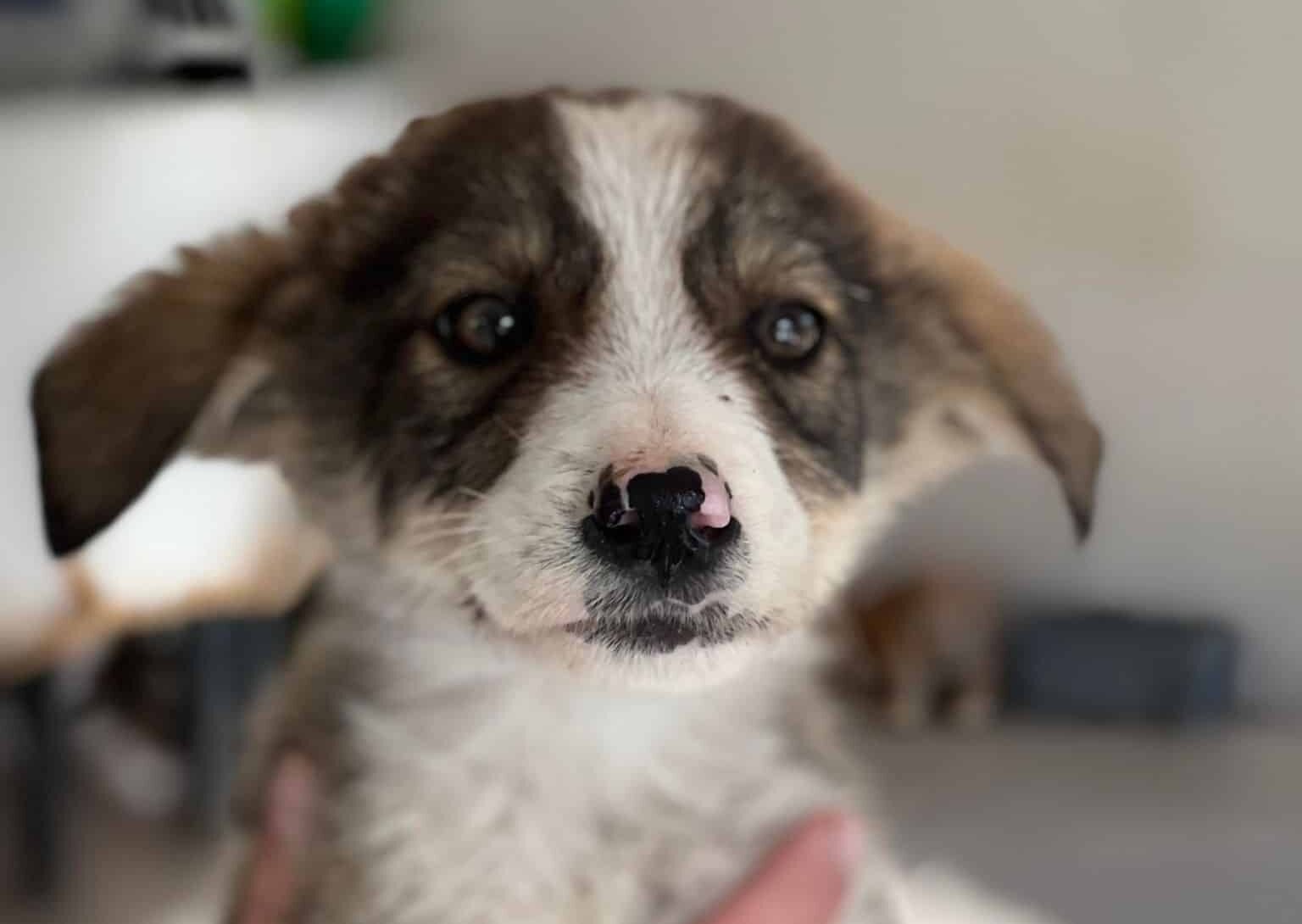 Drops - Hundevermittlung und Adoption aus Rumänien
