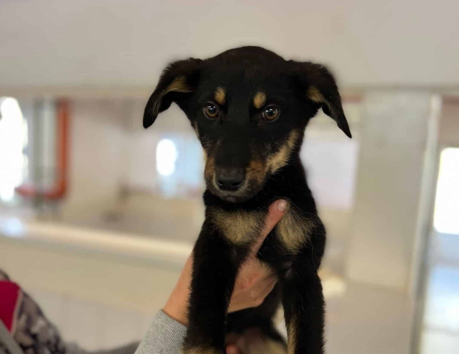 Dolly - Hundevermittlung und Adoption aus Rumänien