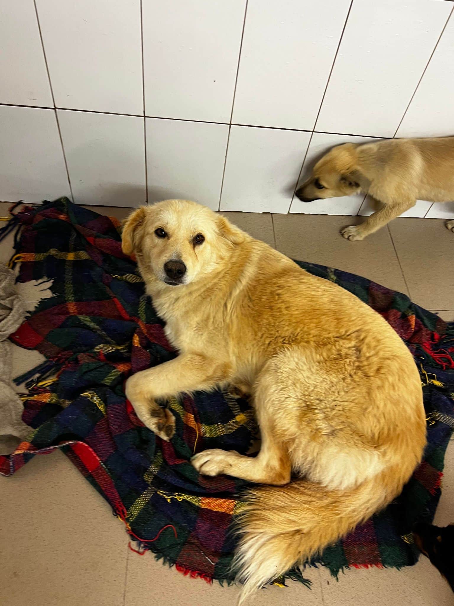 Dolores - Hundevermittlung und Adoption aus Rumänien