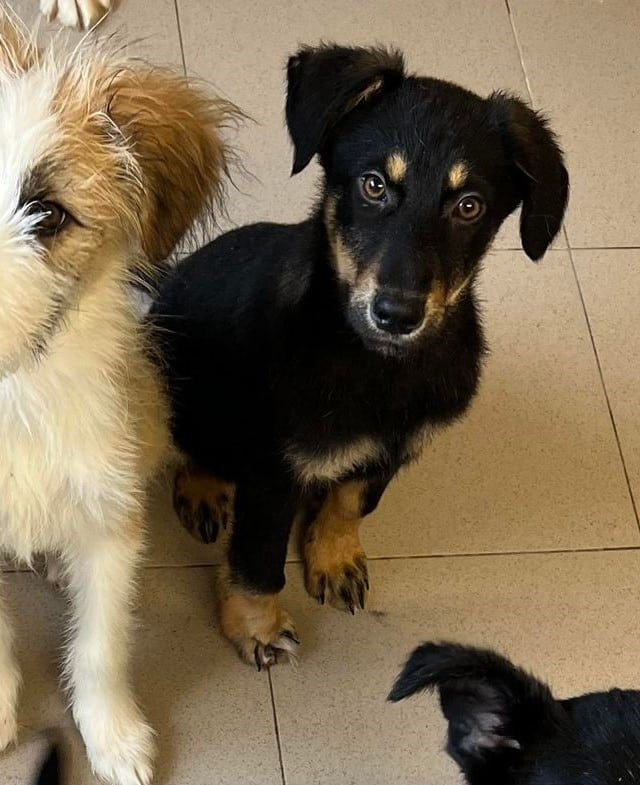 Dolly - Hundevermittlung und Adoption aus Rumänien