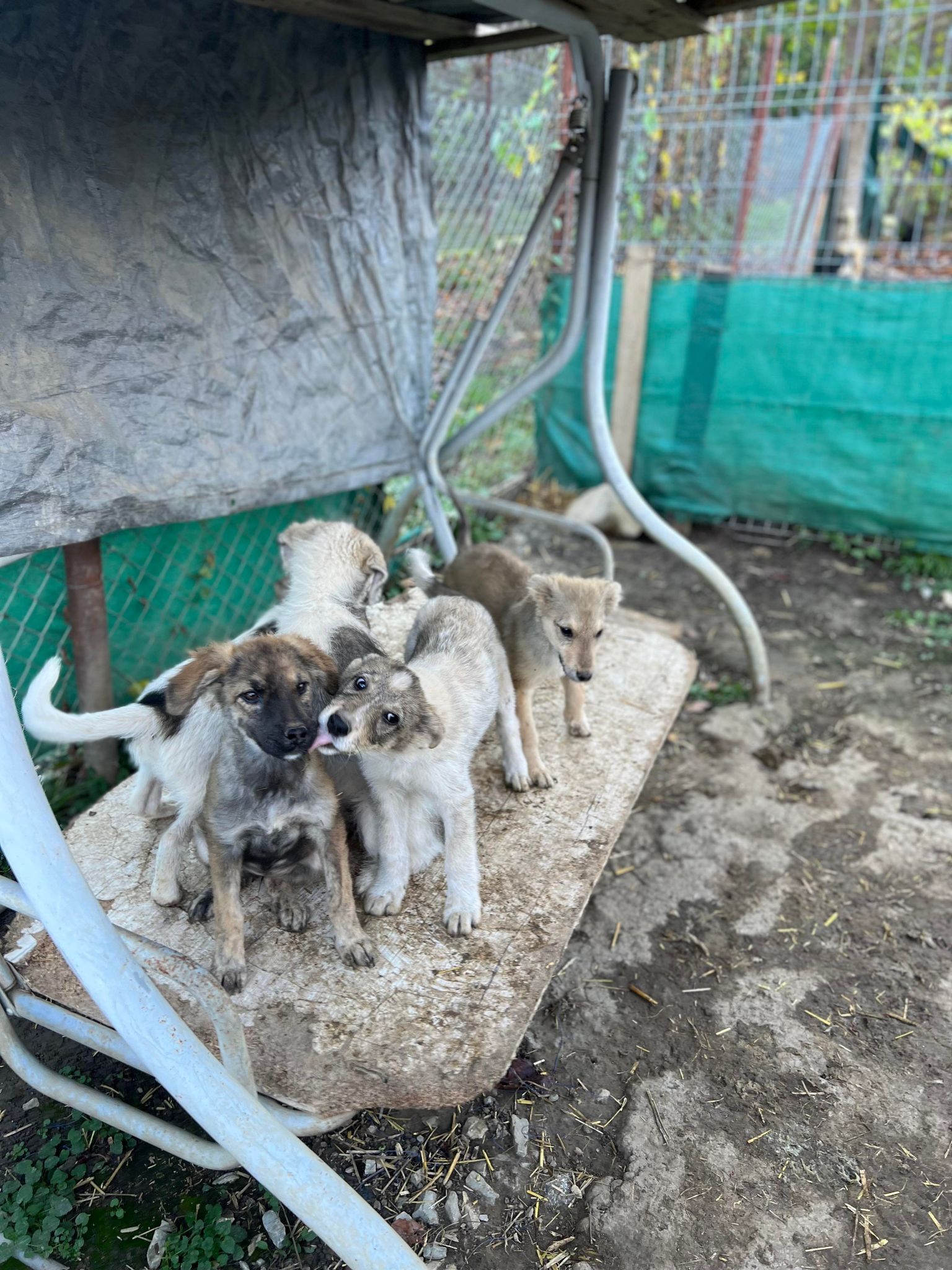 Jyll - Hundevermittlung und Adoption aus Rumänien