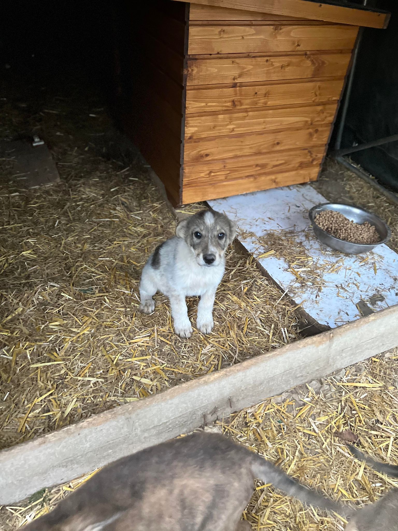 Jyll - Hundevermittlung und Adoption aus Rumänien