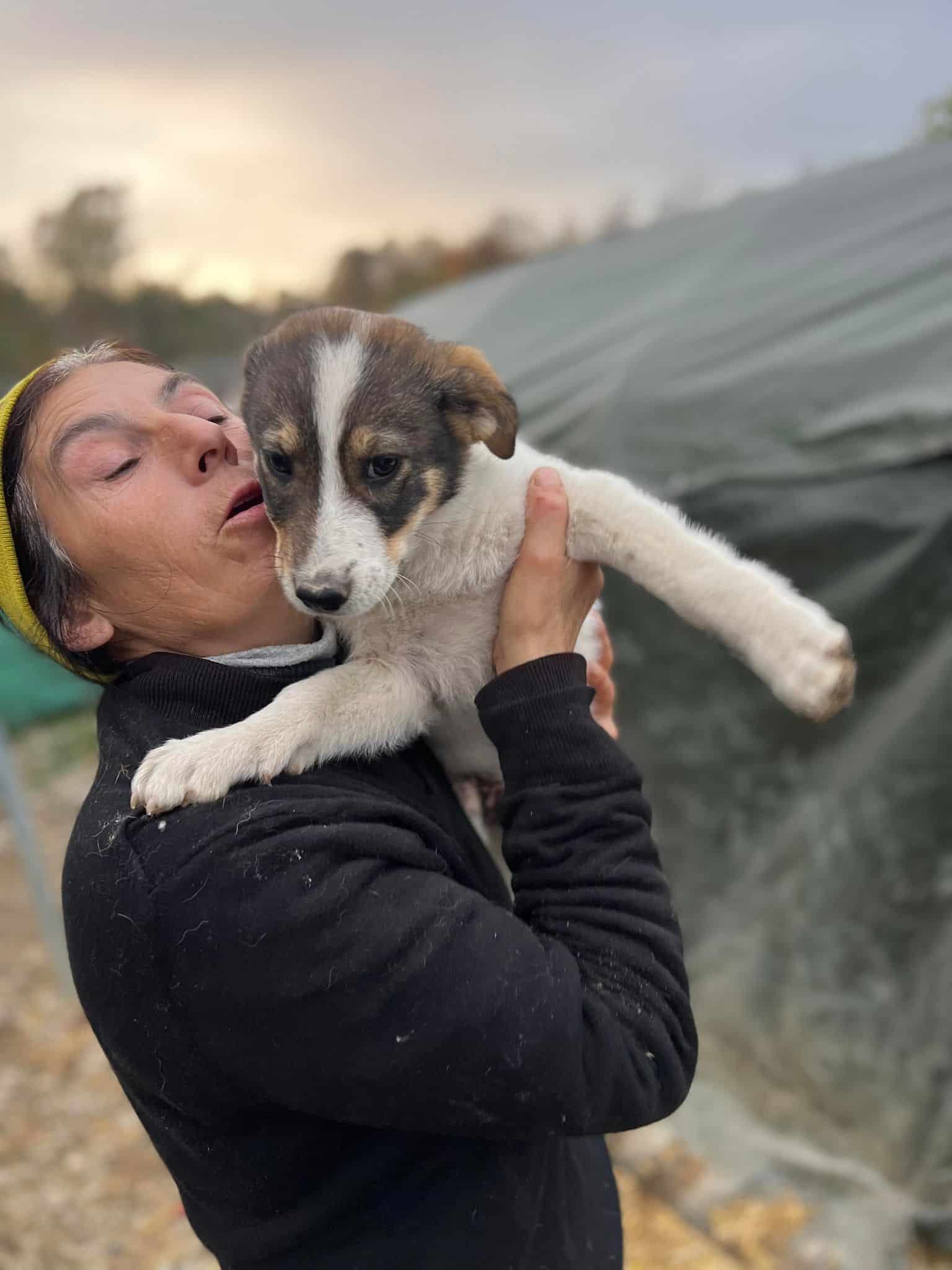 Joy - Hundevermittlung und Adoption aus Rumänien