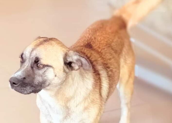 Kiri - Hundevermittlung und Adoption aus Rumänien
