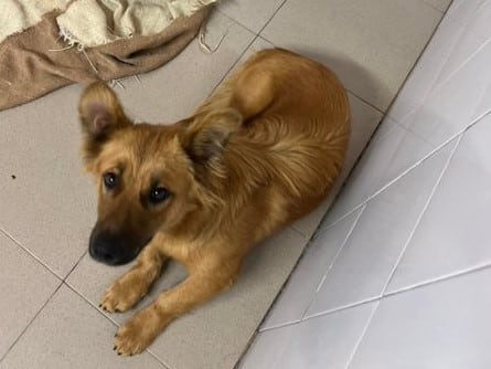 Travis - Hundevermittlung und Adoption aus Rumänien