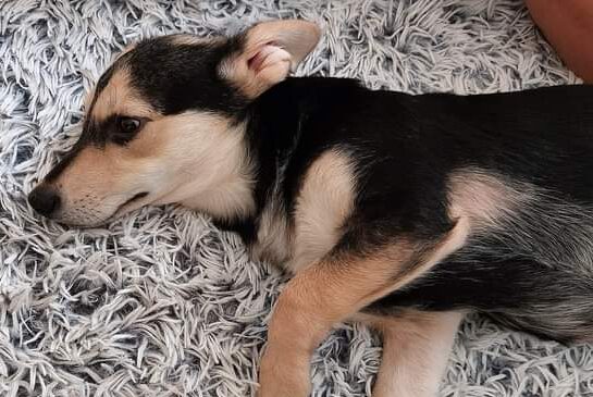 Winnie - Hundevermittlung und Adoption aus Rumänien
