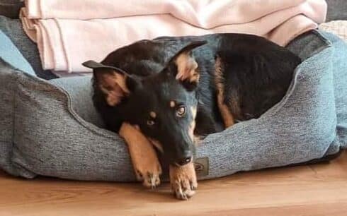 Augustin - Hundevermittlung und Adoption aus Rumänien