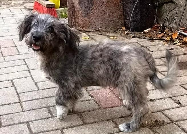 Kaipo - Hundevermittlung und Adoption aus Rumänien