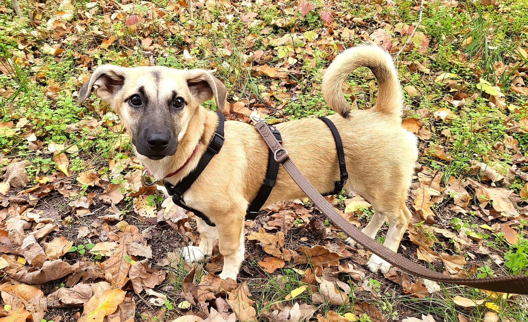 Whitney - Hundevermittlung und Adoption aus Rumänien
