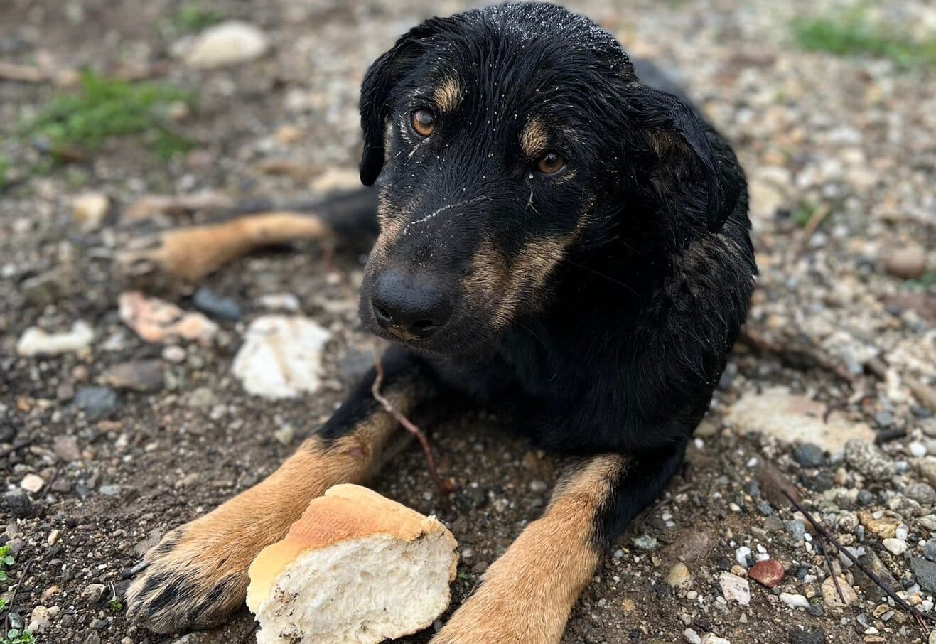 Jack - Hundevermittlung und Adoption aus Rumänien