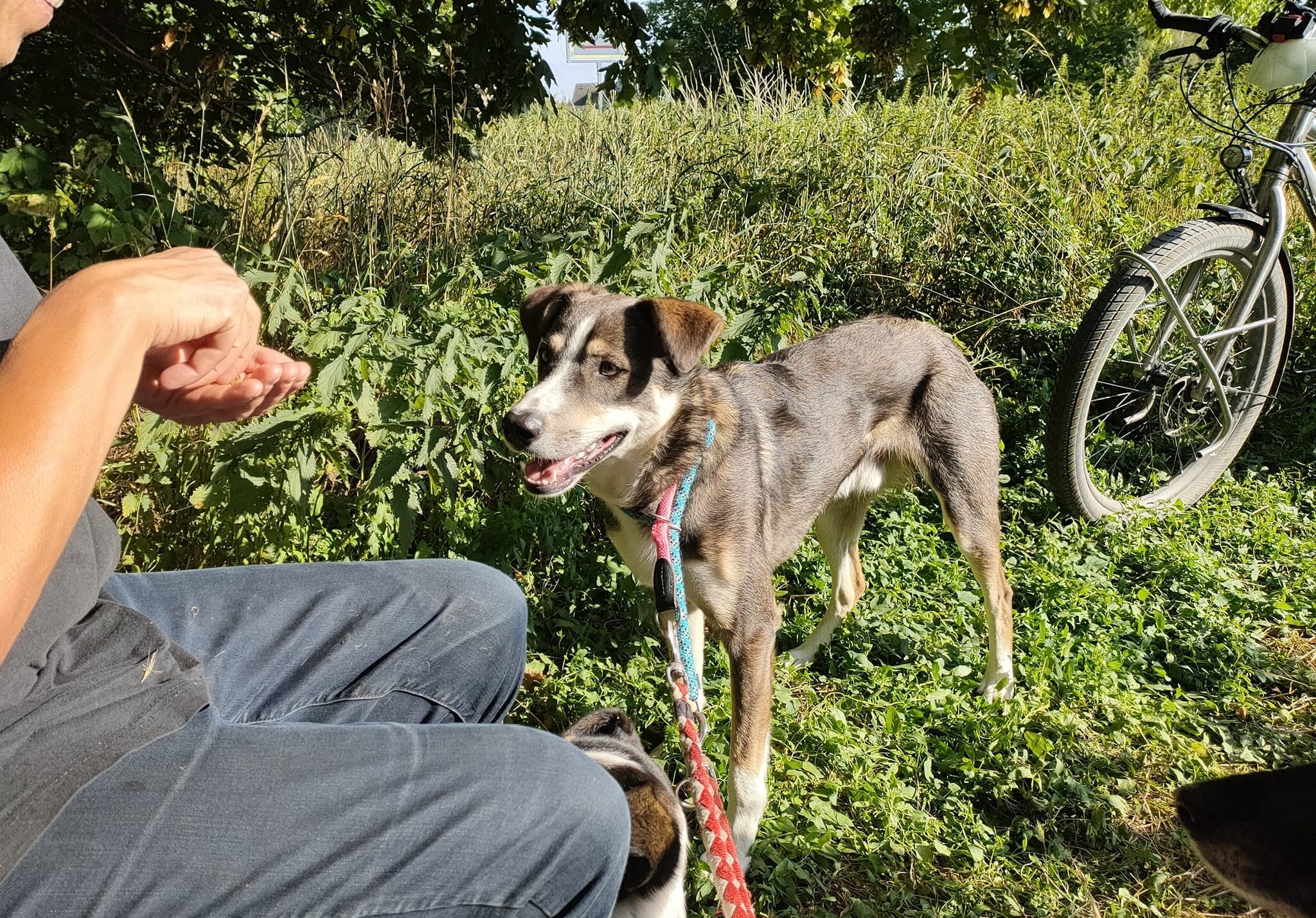 Jeffrey - Hundevermittlung und Adoption aus Rumänien