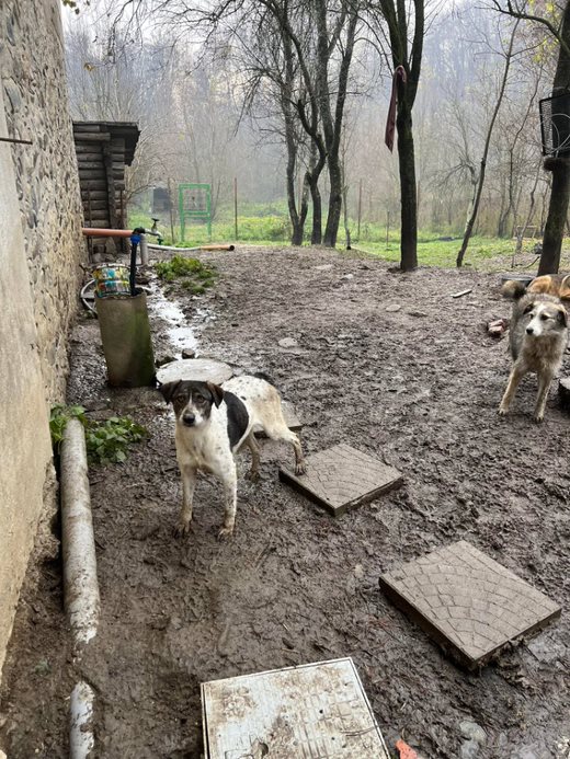 Pippa - Hundevermittlung und Adoption aus Rumänien