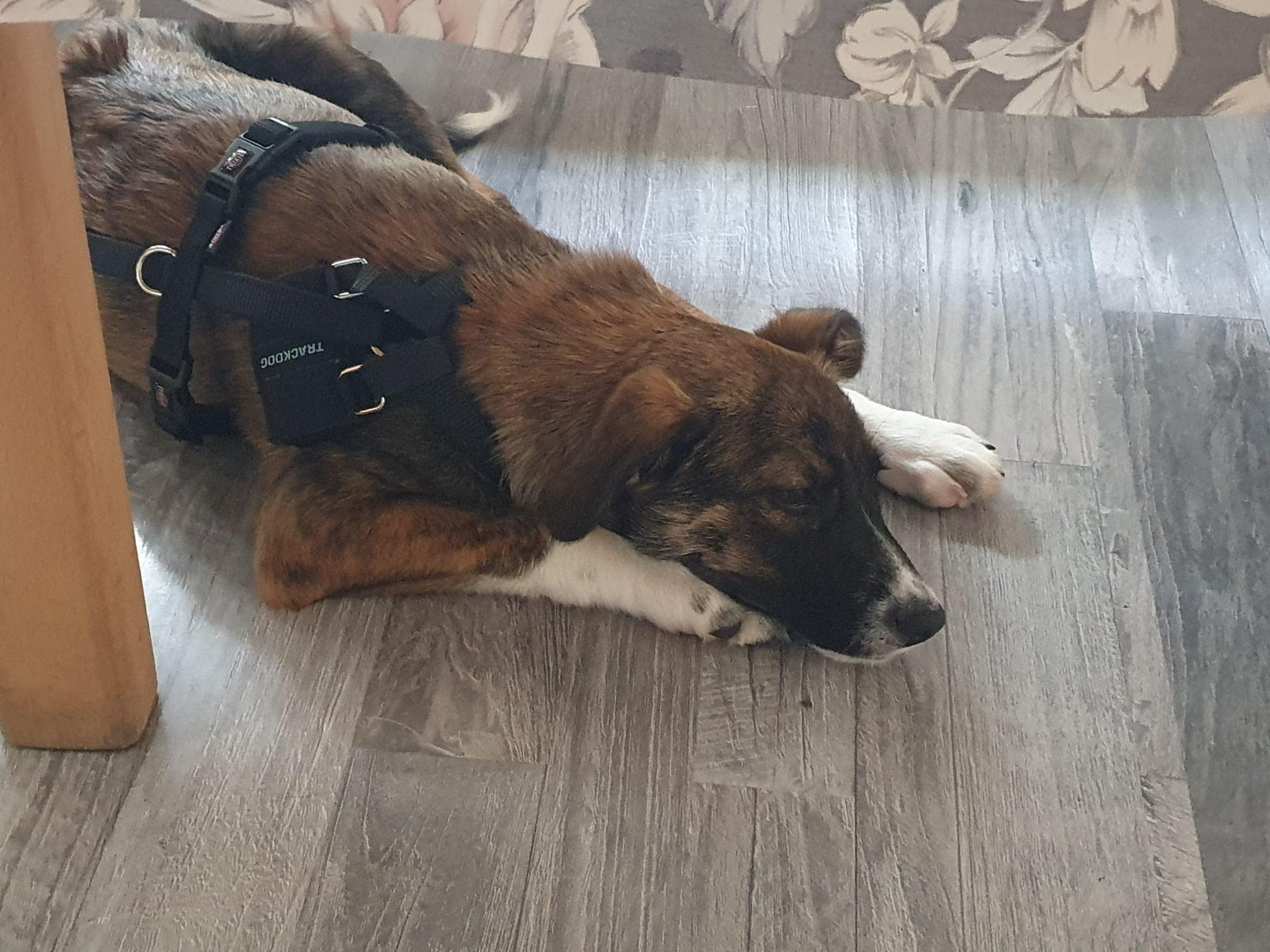 Hermine – Bild 4